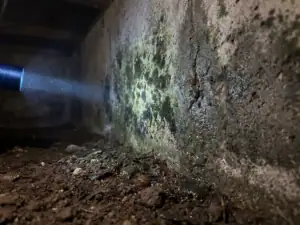 Zwarte en donkergroene schimmel op betonnen funderingsmuur in vochtige kruipruimte met condensdruppels op het oppervlak.