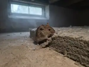 Muis op de rand van grijze steenwol isolatie in een kruipruimte met betonnen vloer.